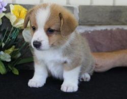 Pembroke welsh Corgi Puppies For Sale