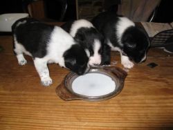 Welsh corgi pups for adoption