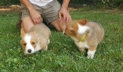 2 Friendly Welsh Corgi Puppies Available