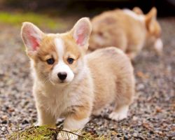 Welsh Corgi Puppies available