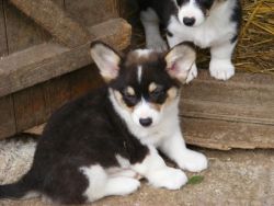 Pembroke Corgi Pups For Sale