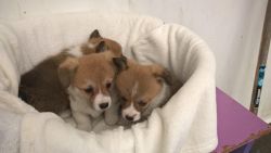 Affordable Welsh Corgi puppies ready