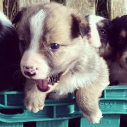 beautiful welsh puppies
