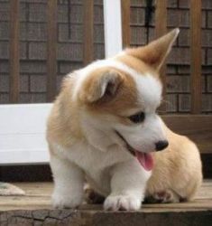 C.K.C Male★Female Pembroke Welsh Corgi Puppies For Adoption