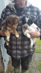 Welsh Collie Sheepdog Pups For Sale