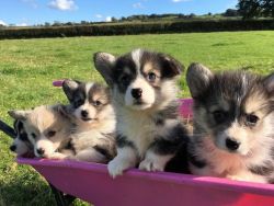 Welsh Corgi puppies available now