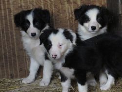 Welsh Collie Puppies