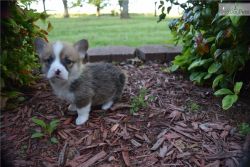 We are looking for a new home for our Welsh Corgi Pembroke