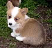 Welsh Corgi Dogs and Puppies for sale..