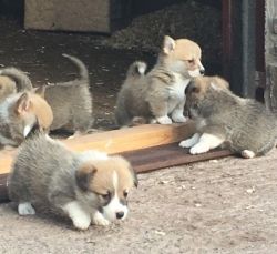 Seven Pedigree Pembrokeshire Corgi Pups For Sale