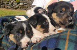 Welsh Collie puppies