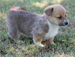 Welsh Corgi puppies available for sale