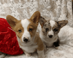 Blue and Red Merle Corgi puppies Ready !