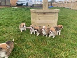 Welsh Pembroke Corgi Puppies