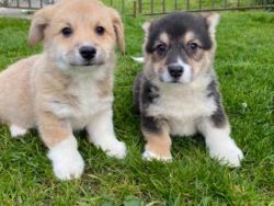 Pembrokeshire Corgi Puppies