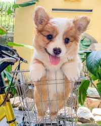 are you looking for a Corgi puppy