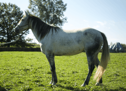 Grey Welsh Pony Mare