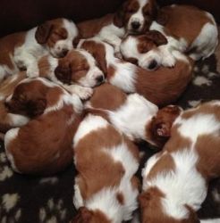 Registered Welsh Springer Puppies
