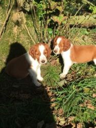 Welsh Springer Spaniel Puppies