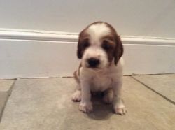 Welsh Springer Spaniel puppies for adoption