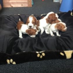 Welsh Springer Spaniel Puppies Ready In July