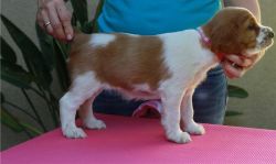 A stunning, sweet, happy Welsh Springer Spaniel Puppies .