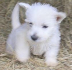 Darling registered Westie puppy looking for her