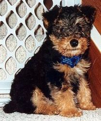 Welsh Terrier puppies for sale