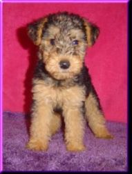 AKC quality Welsh Terrier Puppies