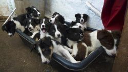 Welsh Border Collie pups