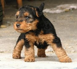 Welsh Terrier Pups