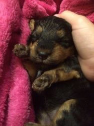 Beautiful Welsh Terrier Pups for sale