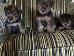 Welsh Terrier X Miniatute Schnauzer Puppies