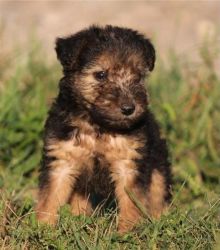 We have 12 Welsh Terrier puppies for sale.