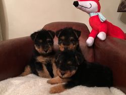 6 Beautiful, kc registered welsh terrier pups,