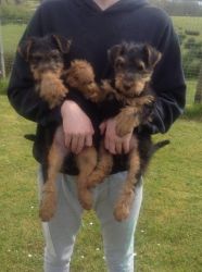 Welsh terrier puppies 3 boys fully kc registered