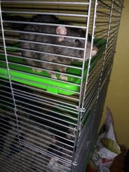 Pet Rats :)