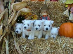 Westie puppies for sale