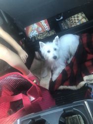 Wesley the West Highland White Terrier - Male 11months