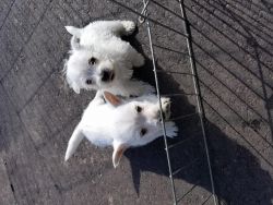 loving west highland white Terrier Puppies