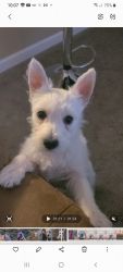 Giving away a6 month old westie to take stress off of my Mom