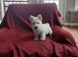 Charming West Highland Terrier Puppies