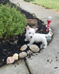 Soul West Highland White Terrier Puppies