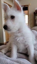 West Highland White Terrier akc male