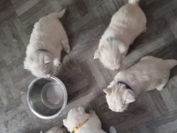 Beautiful West Highland Terrier puppies