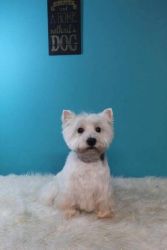 AKC West Highland White Terrier Female 3 years old