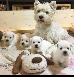 West Highland Terrier puppies for sale.