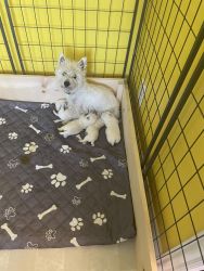 Female Westies ready for new home.