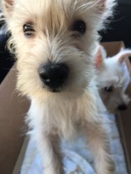 Westie Puppy for sale
