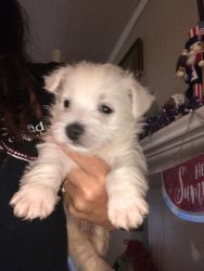 Register West Highland white terrier pups